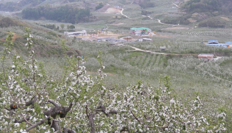 꽃피는 산골 사과 꽃의 향연