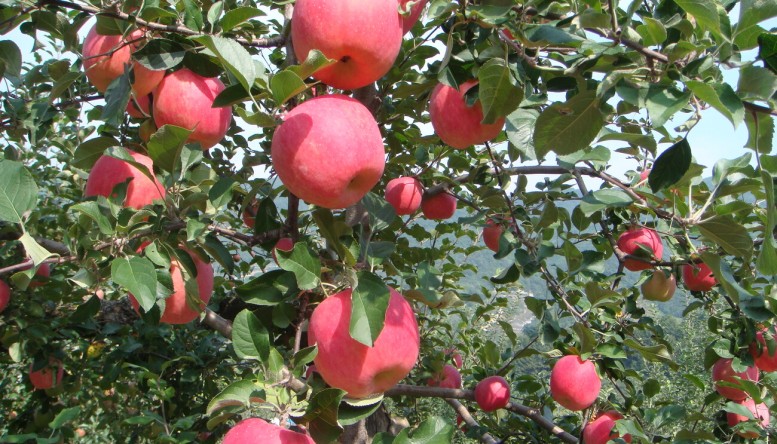 맛있는 꽃피는 산골 영주 사과