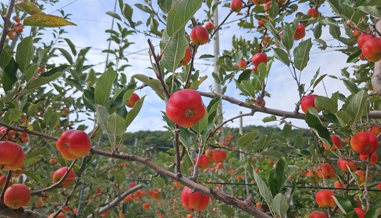 별 모양을 닮은 별 사과