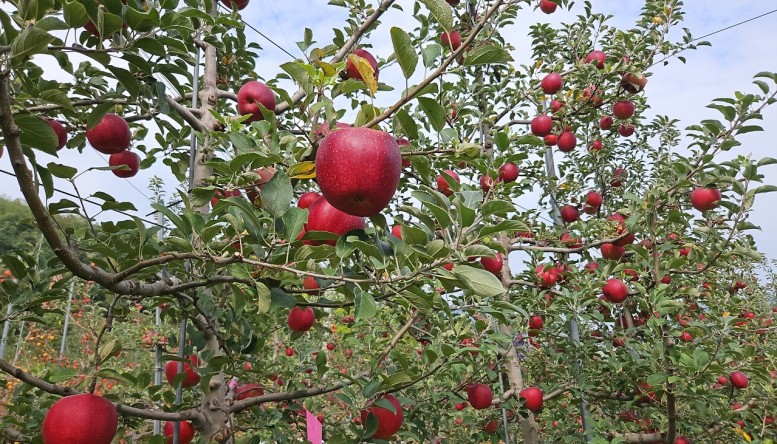 과육이 분홍 빛깔을 띄는 핑크사과